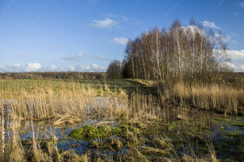 Swampy area and copse