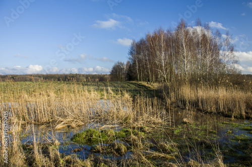 Swampy area and copse