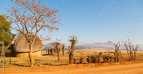   in swaziland   wildlife  nature   reserve photo