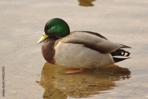 Mallard