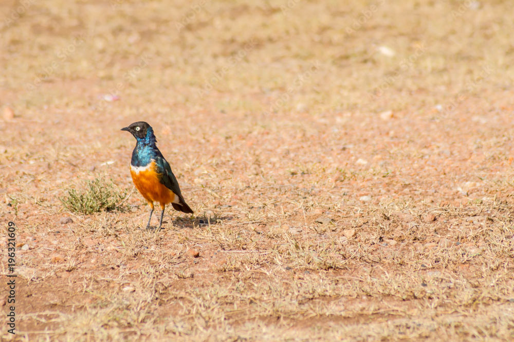 Superb Starling in the savannah grassland of the amboseli in Kenya Superb Starling in the savannah grassland of the amboseli in Kenya