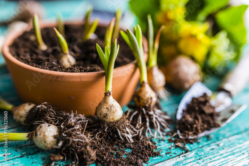 Bulbs of spring flowers and blooming flowers for planting. 
