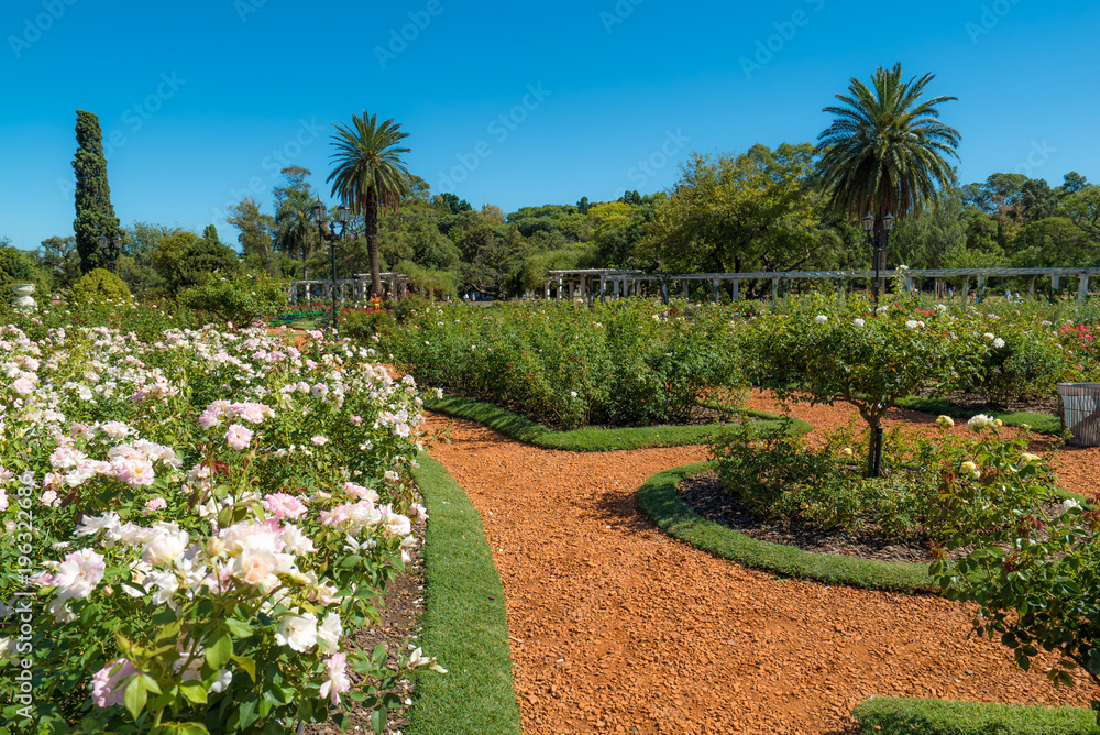 Fototapeta premium Palermo rose garden