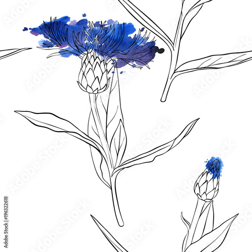 vector seamless pattern with drawing corn flower Stock Vector Adobe Stock