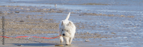 Dog, West Highland Terrier, is getting its jollies on the beach