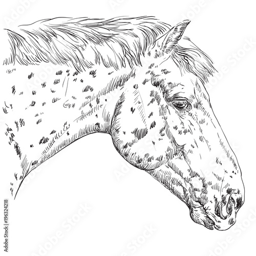 Horse portrait-2