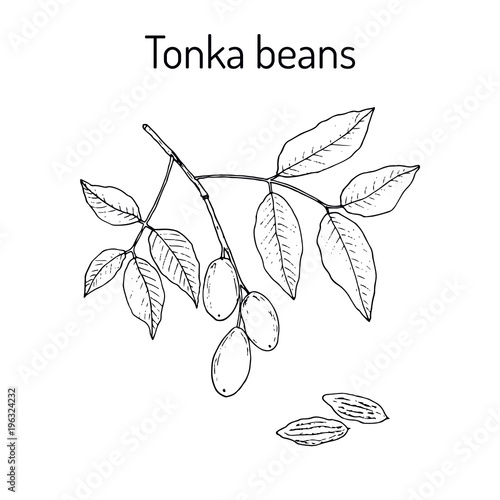 Tonka beans Dipteryx odorata , aromatic and medicinal plant photo