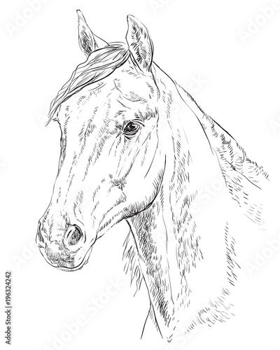 Horse portrait-3