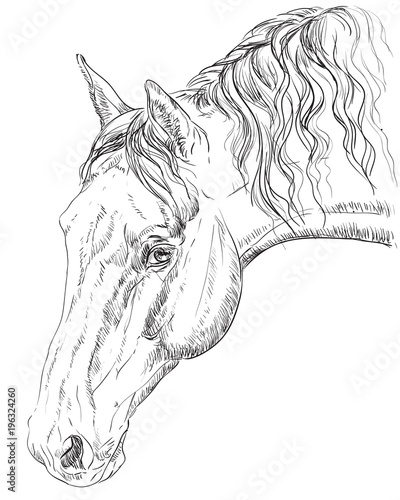 Horse portrait-4