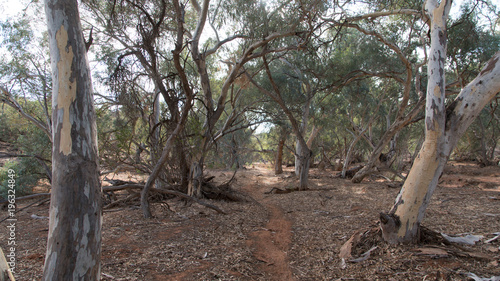Another dry creek bed at Mutawintji National Park, NSW