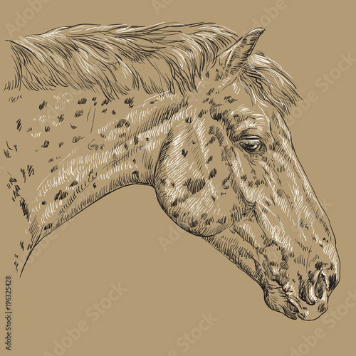 Horse portrait-2 on brown background
