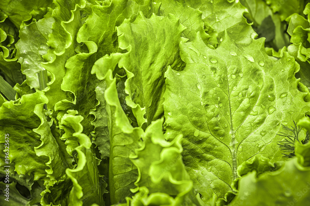 Green lettuce leaves on a close-up as background. Green lettuce leaves on a close-up as background.