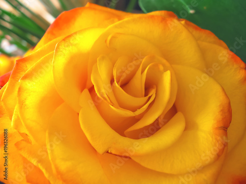 Yellow rose. Floral natural background. Close up flower view  macro  soft focus. Dainty  romantic  elegant image