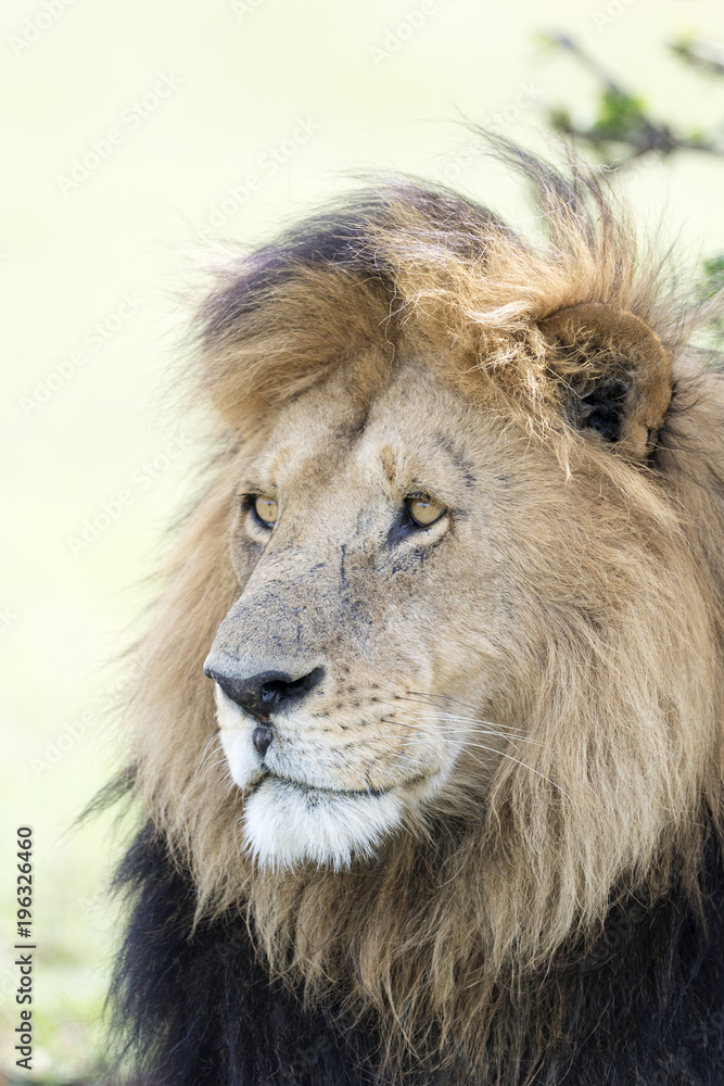 Male Lion (Panthera leo) portrait, Masai Mara, Kenya. Male Lion (Panthera leo) portrait, Masai Mara, Kenya.