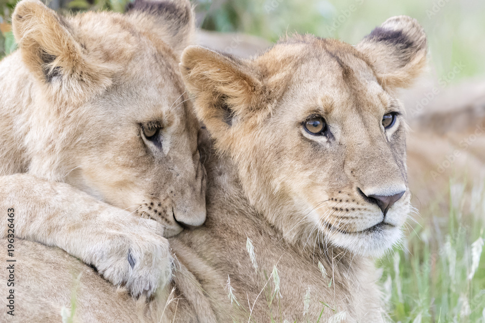Young lions (Panthera leo) playing together, Masai Mara national reserve, Kenya Young lions (Panthera leo) playing together, Masai Mara national reserve, Kenya