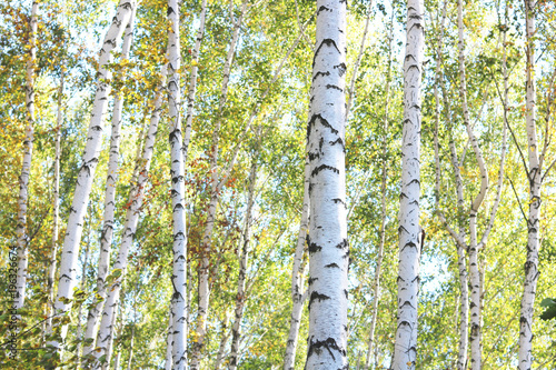 Beautiful birches in forest in early autumn