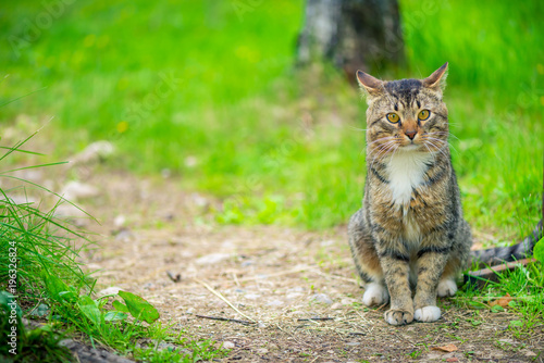 beautiful striped cat sitting on a trail near a lawn