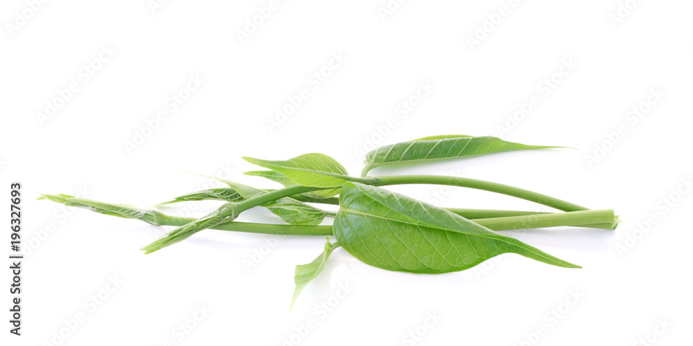 Gymnema sylvestre isolated on white background Gymnema sylvestre isolated on white background