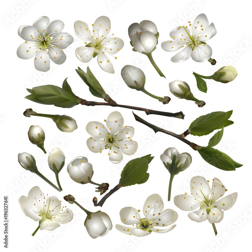 Set of Blossoming cherry white flowers