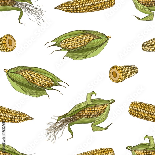 Elegant seamless pattern with realistic cobs of sweet corn with and without leaves hand drawn on white background