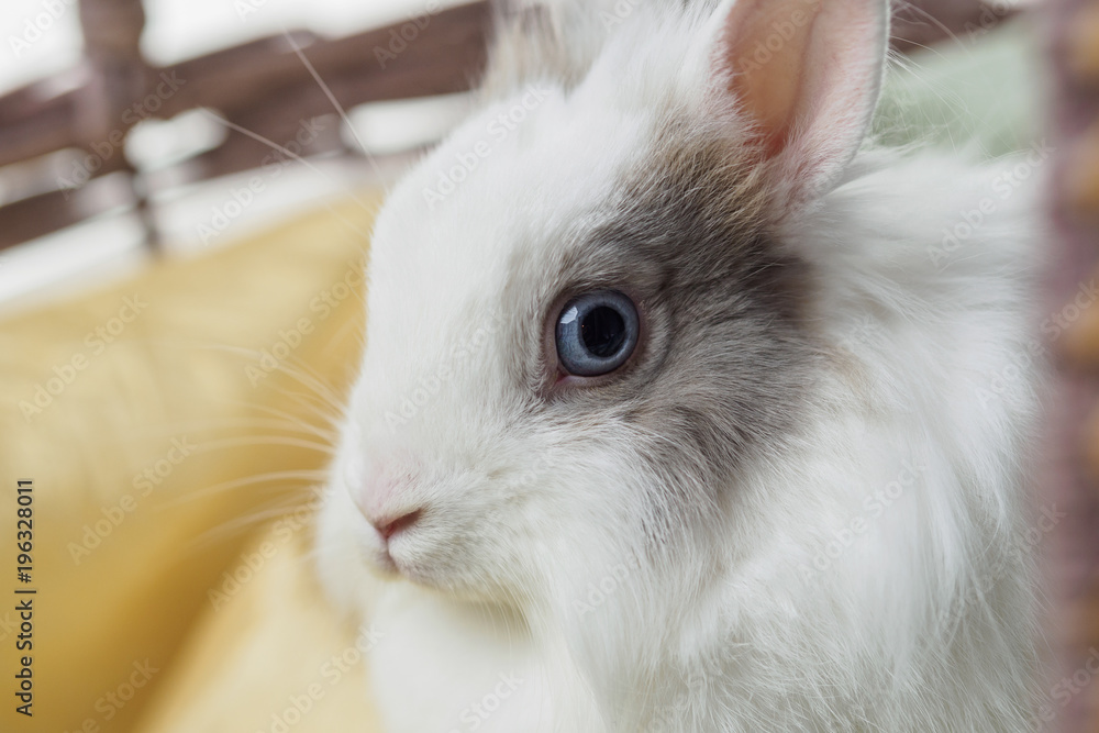 Fototapeta premium Easter bunny sitting in a basket on a white background