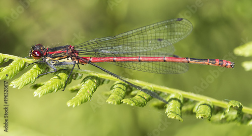 Large Red Damselfly © Barry