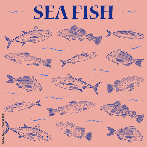 A set of popular sea fish swimming in a different direction. Tuna, cod, dorado, salmon, sea bass, mackerel. The inscription "Sea fish". vector illustration