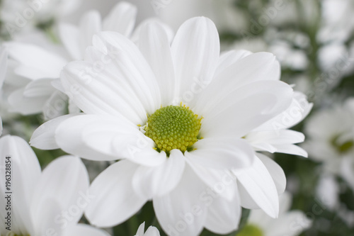 Closeup of white Chrysanthemum flower with green blurred background.