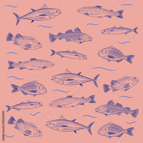 A set of painted popular fish on a pink background. Tuna, salmon, cod, sea bass, mackerel, Dorado. Sketch and hand drawing, vector illustration
