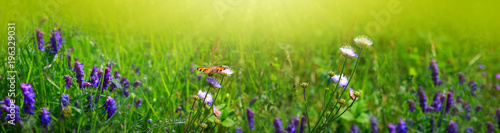 Macro shot on butterfly and wild flowers.