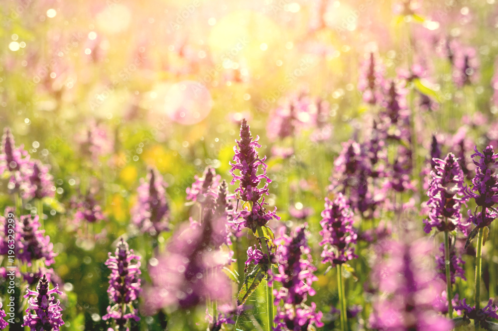 Summer landscape with wildflowers at sunset. Blooming Betonica officinalis. Summer landscape with wildflowers at sunset. Blooming Betonica officinalis.