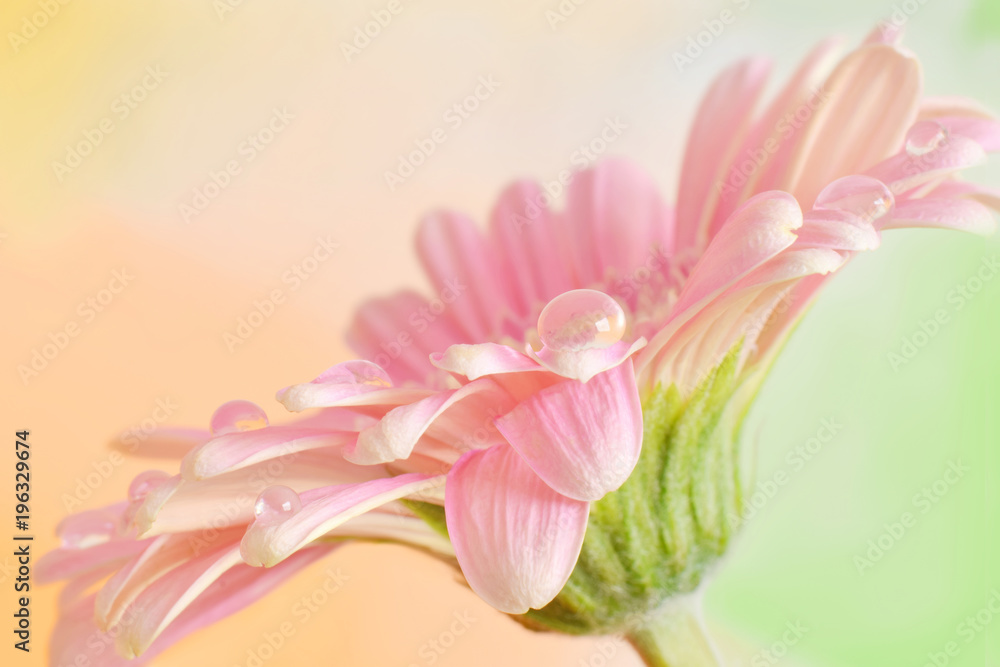 Beautiful pink gerber daisy  in pastel colors closed up