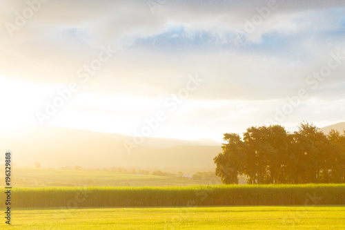 Sunbathed corn fields in Wakanda  photo