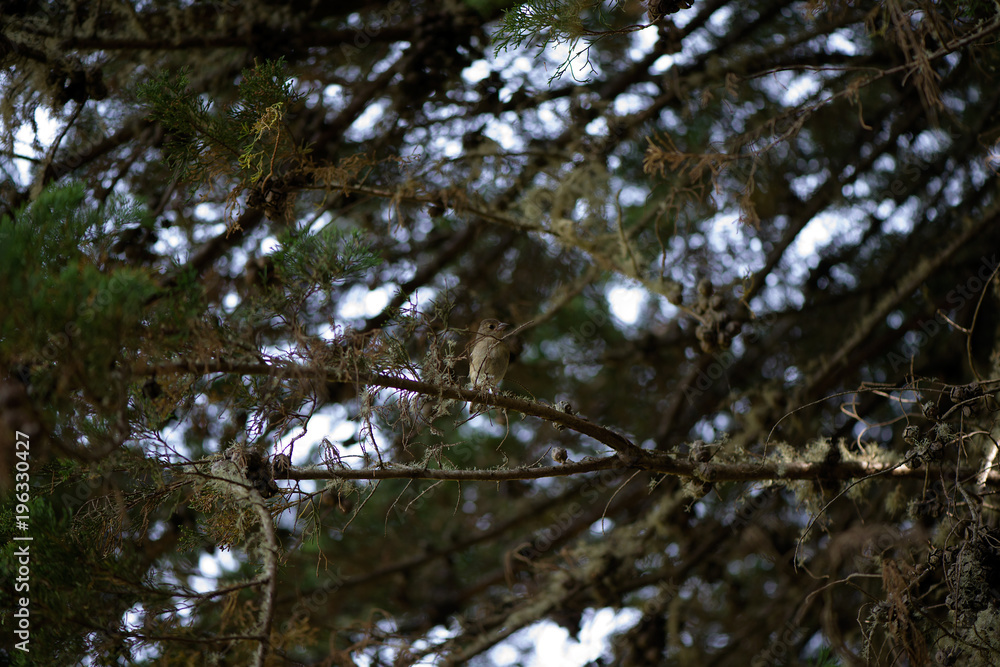 Sparrow on branch in forest Sparrow on branch in forest