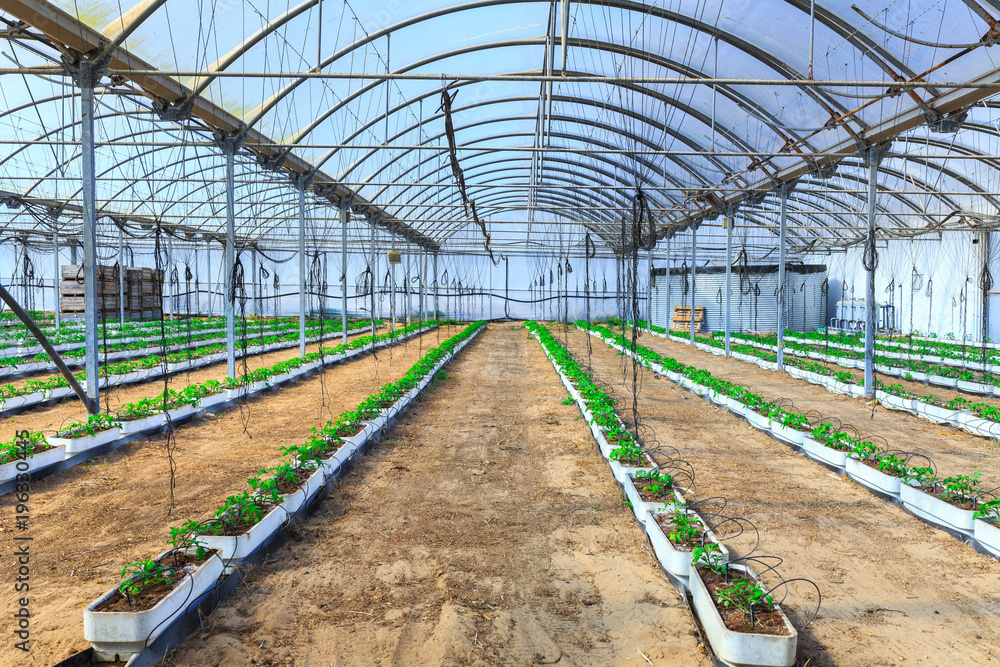 Obraz premium Flowering plants of tomatoes growing in the pots, inside giant plantation of hydroponic greenhouse. Concept farming, food production. Somewhere in Portugal