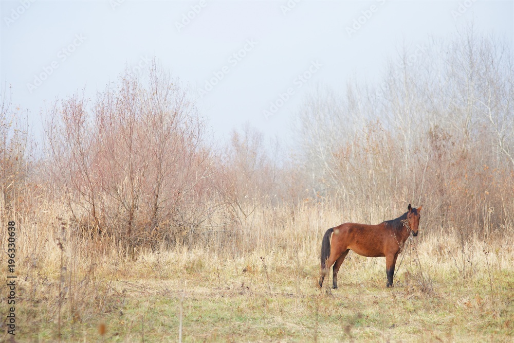 Fototapeta premium A horse standing on a meadow in autumn, among the springing leaves of the trees