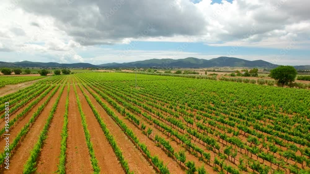 Aerial flight over the grape fields. Aerial view with background of blue sky and clouds in Tuscany, Italy Aerial flight over the grape fields. Aerial view with background of blue sky and clouds in Tuscany, Italy
