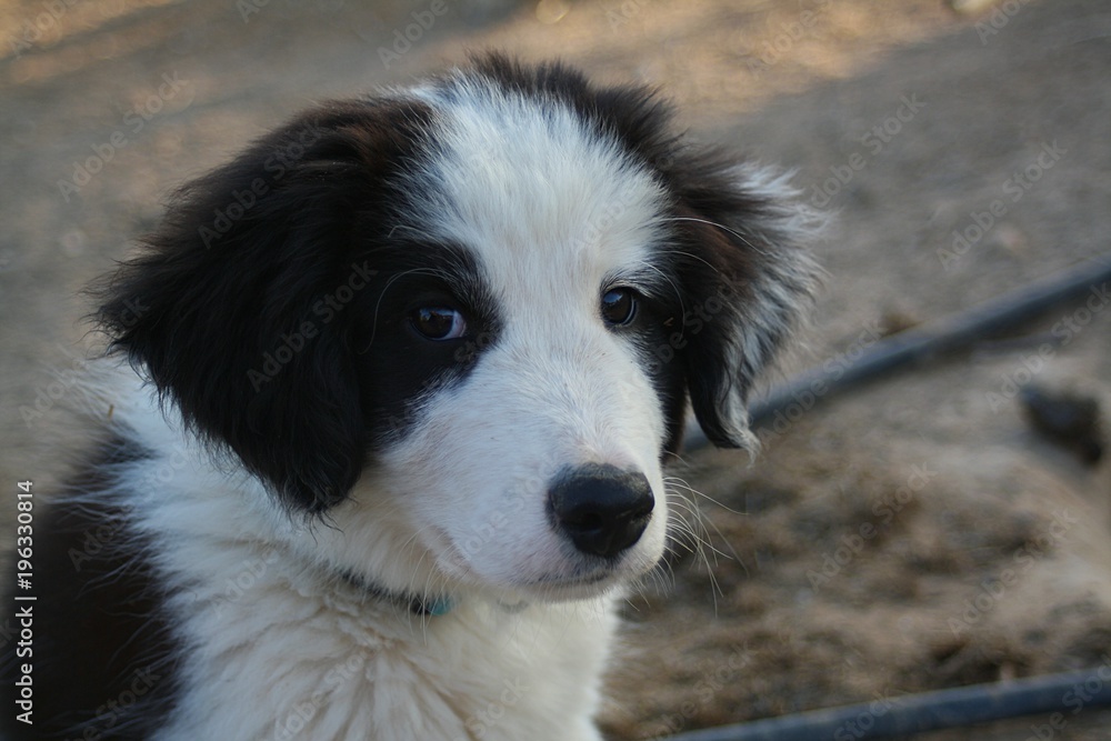 Fototapeta premium Welpe