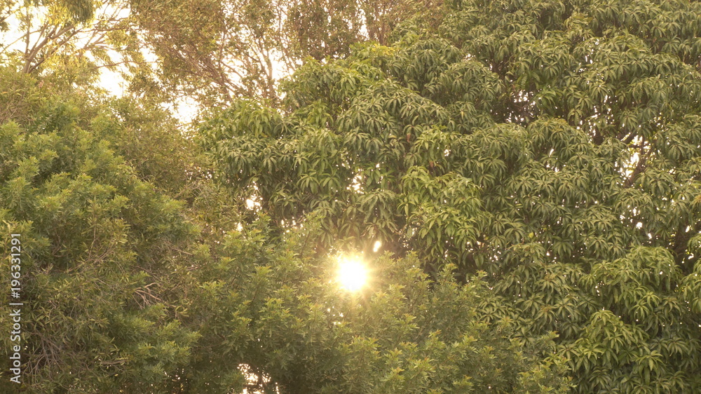 sun rays through trees