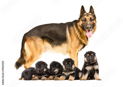 Fototapeta Naklejka Na Ścianę i Meble -  German Shepherd dog standing with puppies, isolated on white background