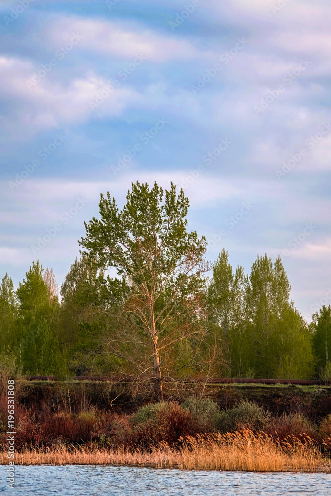Fototapeta premium tree in the field
