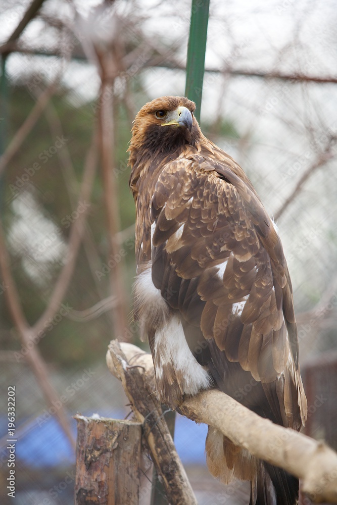 A big bird of prey eagle sitting on a branch A big bird of prey eagle sitting on a branch