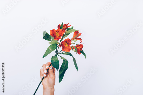 Red flower with green leaves in a female hand