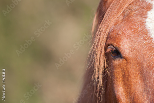 Fototapeta Naklejka Na Ścianę i Meble -  Chestnut horse eye in close-up. Equine poster image with copy space.