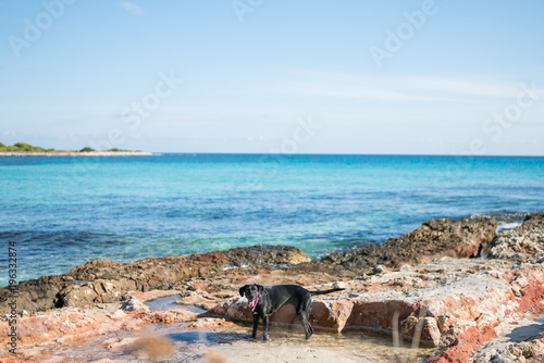 Fotografía de un perro corriendo por las playas de Menorca