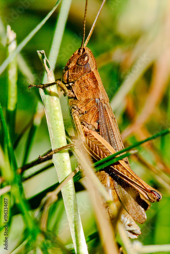 Macro of a brown grasshoper on a stalk of grass