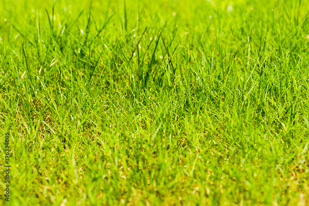 Fresh Spring Grass Background Fresh Spring Grass Background