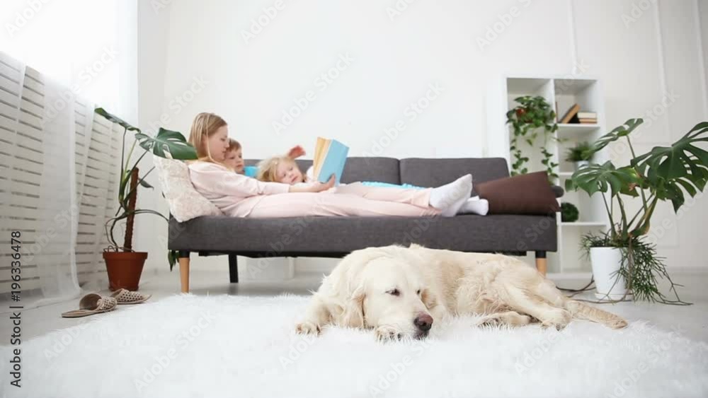 life of domestic pets in the family. mother reads the book to the children. the golden retriever lies on the floor. focus on the dog. life of domestic pets in the family. mother reads the book to the children. the golden retriever lies on the floor. focus on the dog.