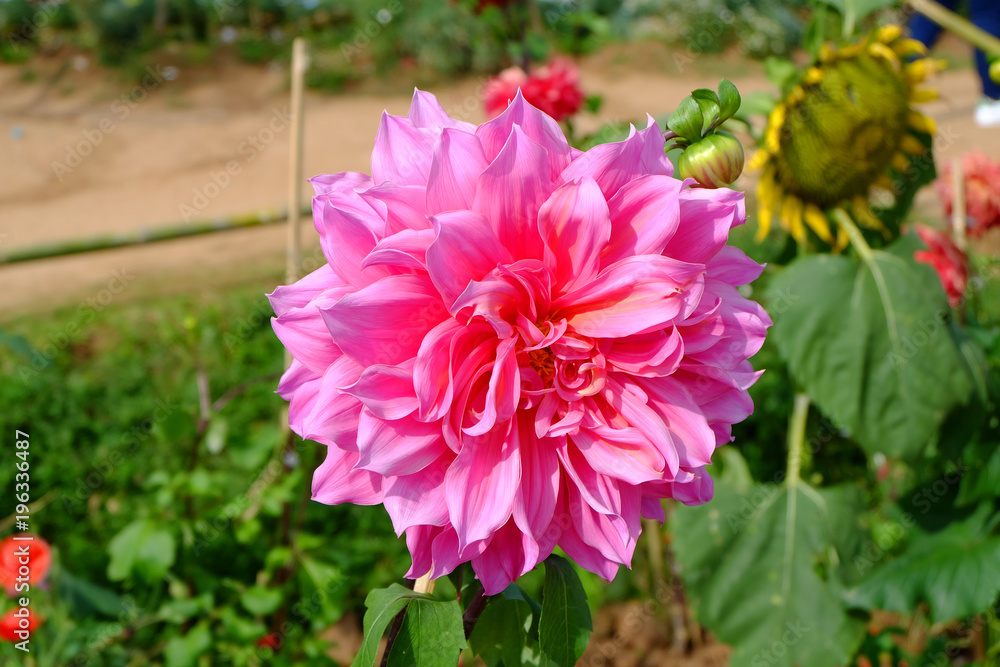 Beautiful flowers in nature. Beautiful flowers in nature.