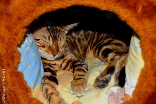 Fototapeta Naklejka Na Ścianę i Meble -  Bengal cat sleeping,toyger
